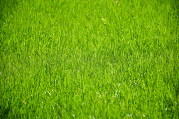 Lush green grass background on a nice day in spring or summer (selective focus)