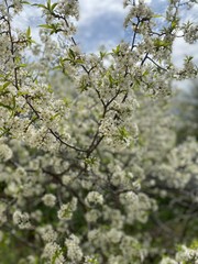 apple tree blossom