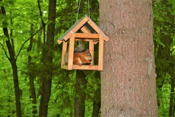 squirrel in wooden bird house