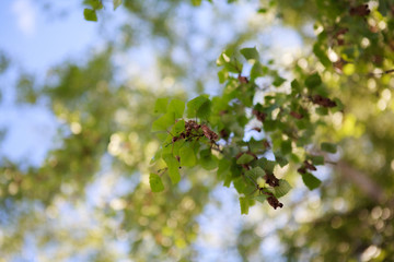 берёза,Birch tree,