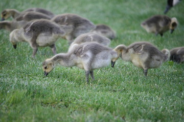Goslings, Baby Canadian Geese, Eating Grass