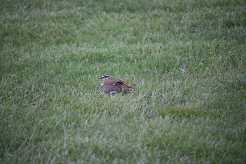 A Killdeer Sitting In The Grass
