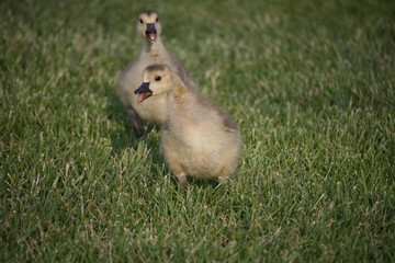 Squawking Goslings, Canadian Geese, Walking In Grass