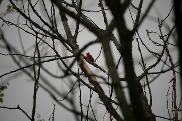 A Cardinal Sitting In A Tree