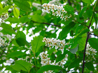 cherry blossoms in spring in may