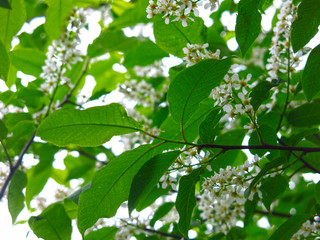 cherry blossoms in spring in may