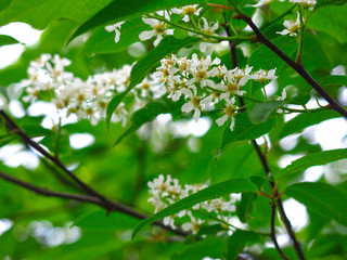 cherry blossoms in spring in may
