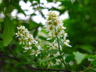 cherry blossoms in spring in may