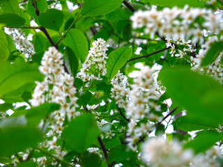 cherry blossoms in spring in may