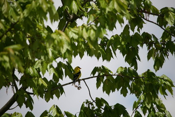 An American Goldfinch Sitting In Tree