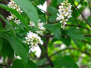 cherry blossoms in spring in may