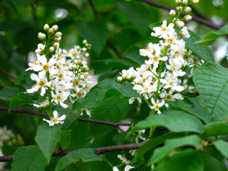 cherry blossoms in spring in may
