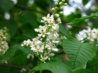 cherry blossoms in spring in may