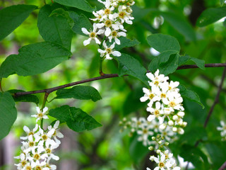 cherry blossoms in spring in may