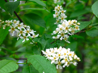 cherry blossoms in spring in may