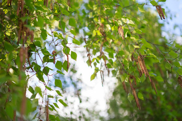 берёза,Birch tree,