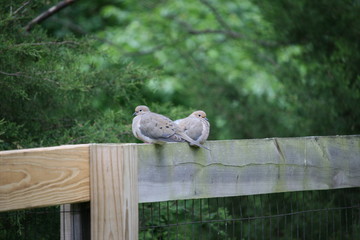A Pair Of Mourning Doves Sitting On A Fence