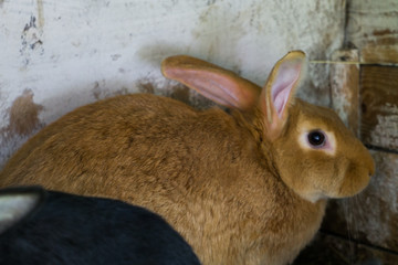 Red rabbit in a cage on the farm.