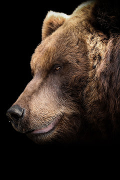 head of a bear