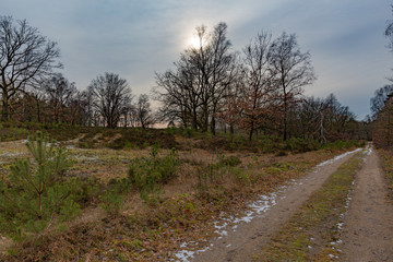 Lüneburger Heide im Winter