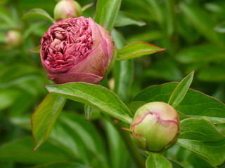 Rosa Pfingstrosen 