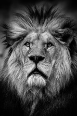 Lion © Marek