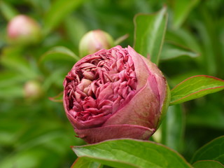 Rosa Pfingstrosen 