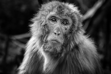 old macaque