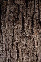 large poplar tree bark texture large