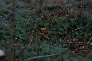 red moss on the ground
