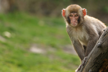 young macaque
