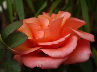 Rosen Bl&uuml;te lachs