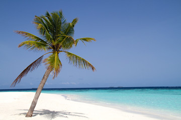 Fototapeta na wymiar A sunny day on a paradise beach with a lonely palm tree 