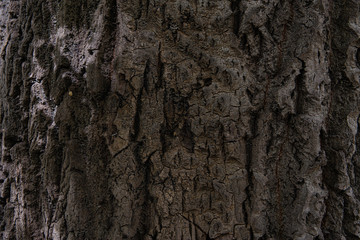 texture of the bark of a huge maple tree