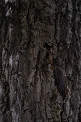 macro shot of tree bark for background