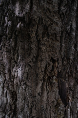 texture of the bark of a huge poplar tree
