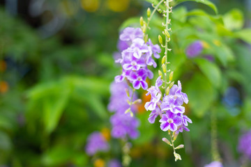Obraz premium Beautiful bright purple flower (Duranta, Golden dew drop, Sky flower, Pigeon berry flower) with green leaves background. Selective focus in the garden.