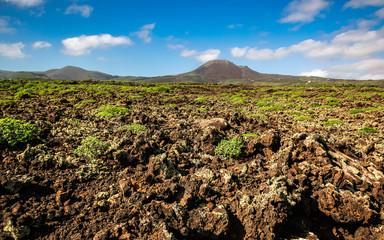 Rugged terrain covered in volcanic lava and scarce vegetation on Lanzarote. Beautiful Lanzarote...