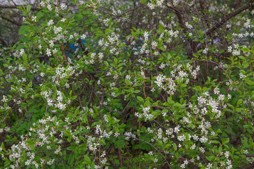 цветущая вишня,blooming cherry,