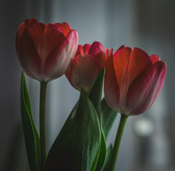 Naklejka premium Three red tulips and green Leaves