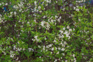 цветущая вишня,blooming cherry,