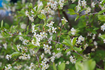 цветущая вишня,blooming cherry,