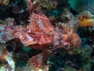 Fototapeta na wymiar A Tassled Scorpionfish (Scorpaenopsis oxycephala)