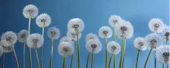 White dandelions on blue background. Summer, nature background.