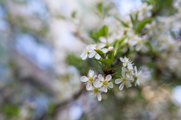 цветущая вишня,blooming cherry,