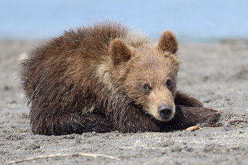 Obraz premium Ruling the landscape, brown bears of Kamchatka (Ursus arctos beringianus)