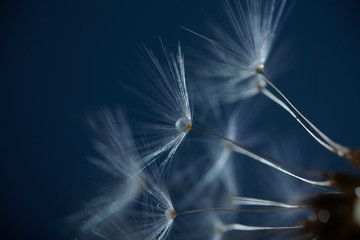 Dew drops on dandelion seeds macro. Sparking droplets water. Blue background