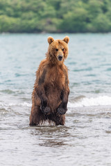 Naklejka premium Ruling the landscape, brown bears of Kamchatka (Ursus arctos beringianus)