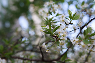 цветущая вишня,blooming cherry,