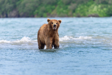 Obraz premium Ruling the landscape, brown bears of Kamchatka (Ursus arctos beringianus)